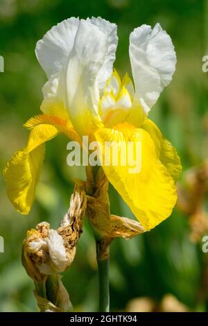 Iris "Jessie Viette", fiore di Iris con barba giallo bianco Foto Stock