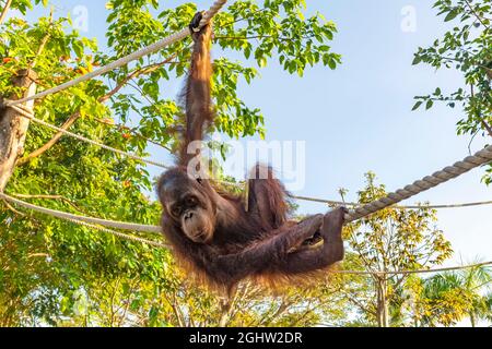 Orangutan giovanile appeso su corde tra alberi, Indonesia Foto Stock