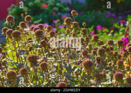 Soft focalizzato vibrante Echinacea fiori secchi testa bagnata alla luce del sole dopo aver fiorito sul letto di fiori giardino. Sfondo floreale sfocato autunnale. Foto Stock