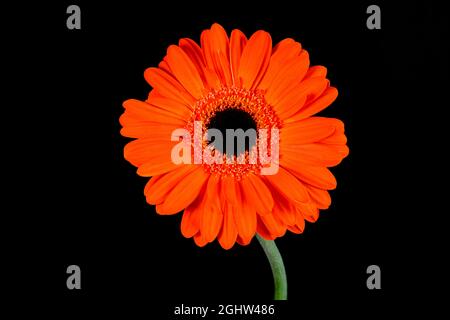 Bel fiore di Gerbera arancione, (con centro nero), fotografato su sfondo nero Foto Stock