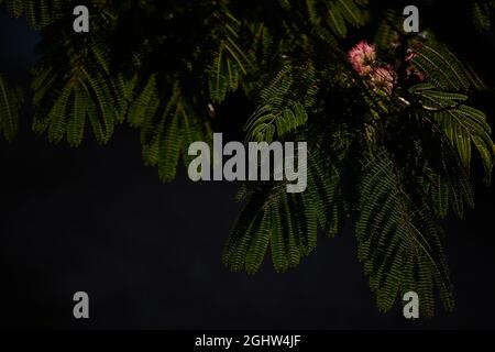 Foglie di Albizia julibrissin visto nel mese di settembre. Foto Stock