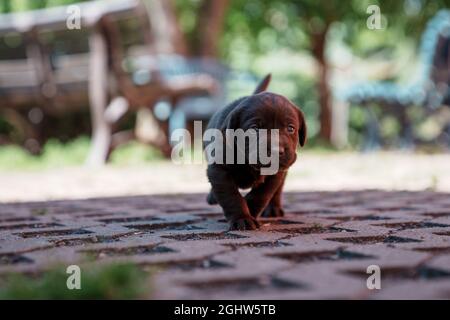 Cioccolato Labrador Puppy camminando verso la macchina fotografica, Austria Foto Stock