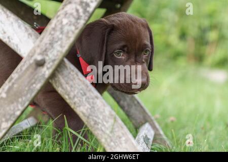 Cioccolato Labrador Puppy in piedi sotto una sedia da giardino in legno, Austria Foto Stock