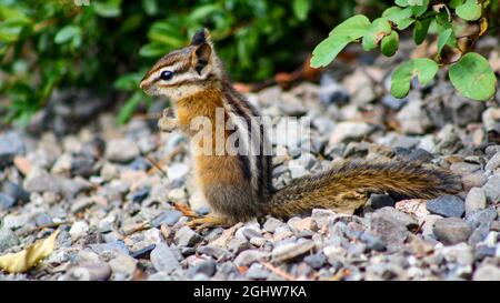 Chipmunk a coda rossa (Neotamias ruficaudus) con coda lunga. Alberta, Canada Foto Stock