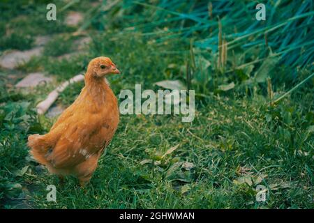 Single libero gallina marrone grassare su erba verde in estate soleggiato giorno. Un piccolo pollo in fuga cammina liberamente tra le erbe. Foto Stock