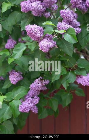 Lilla viola pallido, syringa vulgaris, che cresce su una recinzione Foto Stock