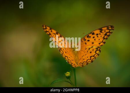 farfalla volare sul fiore. farfalla leopardo comune (phalanta phalantha) Foto Stock