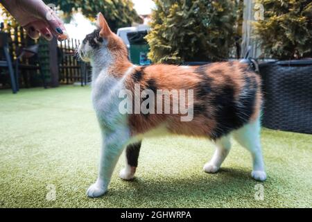 Gatto bianco, nero e arancione in attesa di cibo Foto Stock