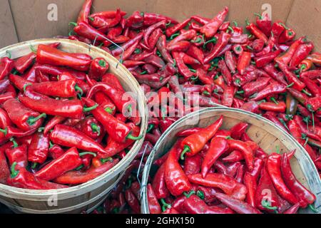 Un raccolto di cesti di peperoncini rossi freschi caldi è visto al mercato. Foto Stock