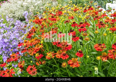 Arancio Helenium Autumnale, anche i fiori stezezezeed comuni nel bordo giardino. Foto Stock
