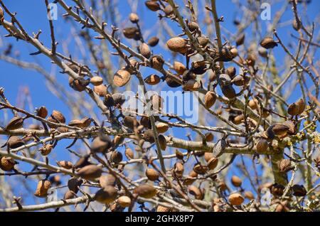 Mandorla non raccolta ad Alentejo, Portogallo. Foto Stock