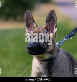 Ritratto del cane di un cucciolo di pastore tedesco di undici settimane in erba verde Foto Stock