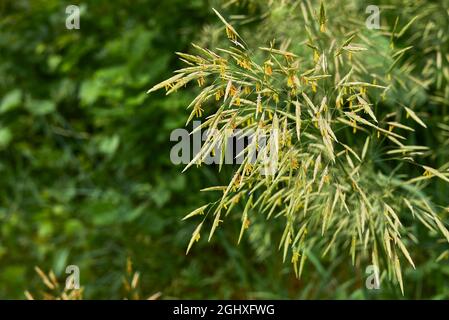 Bromus inermis erba in fiore Foto Stock