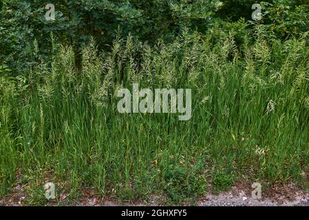 Bromus inermis erba in fiore Foto Stock