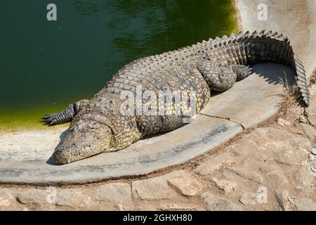 Coccodrillo del Nilo (Crocodylus niloticus) prendere il sole a bordo piscina presso la fattoria di coccodrilli in Namibia, Africa. Foto Stock