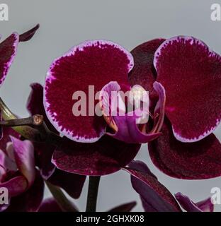 Phalaenopsis Blume, 1825 è un genere di orchidee epifitiche che comprende una cinquantina di specie, tutte native delle foreste pluviali tropicali del sud-est asiatico, Foto Stock