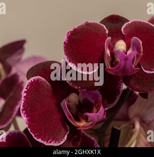 Phalaenopsis Blume, 1825 è un genere di orchidee epifitiche che comprende una cinquantina di specie, tutte native delle foreste pluviali tropicali del sud-est asiatico, Foto Stock