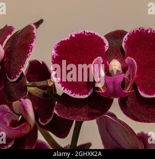 Phalaenopsis Blume, 1825 è un genere di orchidee epifitiche che comprende una cinquantina di specie, tutte native delle foreste pluviali tropicali del sud-est asiatico, Foto Stock