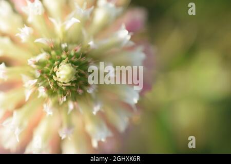 Freccia Clover foglia Foto Stock