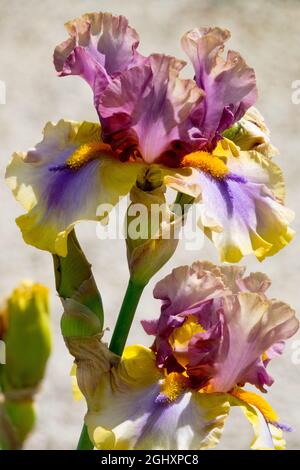 Alto fiore di iris bearded 'Karibik' Foto Stock