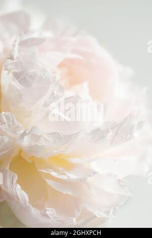 Vista ravvicinata sul Royal fiore bianco di peonia. Foto Stock