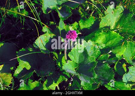 Slovenia, valle di Lepena, Parco Nazionale del Triglav. Rumex alpino, Alpi Giulie. Foto Stock