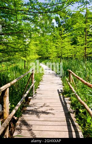 Ponte di legno nella foresta Foto Stock