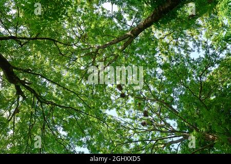 Alti alberi di cenere con nidi di uccelli Foto Stock