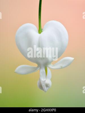 Fiore di cuore bianco sanguinante (Lamprocapnos spectabilis 'Alba') posto su uno sfondo ombre tonalità pastello Foto Stock