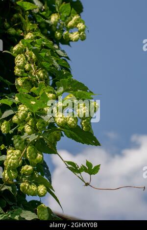 Luppolo comune (Humulus lupus) che cresce in giardino. Coni femmina sul ramo. Primo piano. Dettaglio. Foto Stock