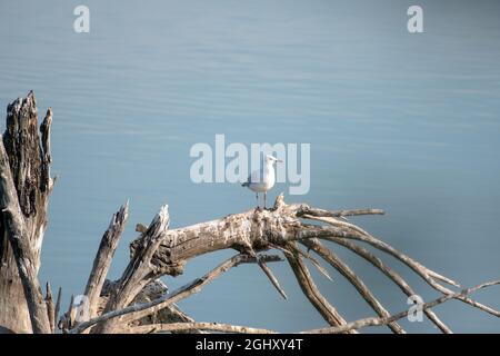 seagull arroccato su un tronco di albero morto e asciutto con molti rami in un lago con acqua blu. spazio copia Foto Stock