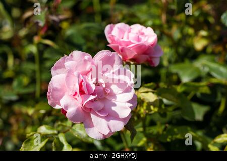 Rose rosa in un giardino inglese a fine estate Foto Stock