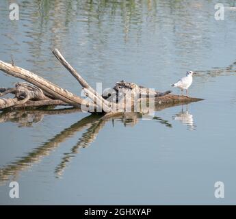 seagull arroccato su un tronco di albero morto e asciutto con molti rami su un lago con l'acqua blu che forma un riflesso nell'acqua. spazio copia Foto Stock