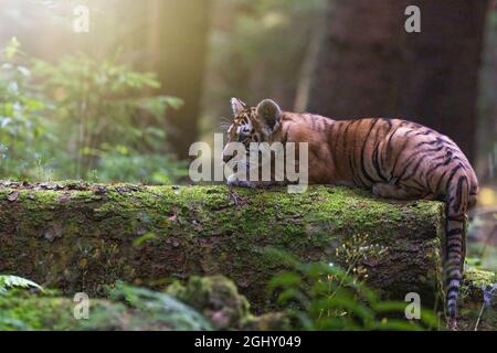 Vista laterale del cub carino della tigre bengala che giace sul tronco dell'albero nella foresta. Orizzontalmente. Foto Stock