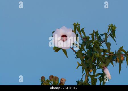 Bellissimo fiore bianco di Hibiscus che fiorisce in una giornata di sole con la calma, l'acqua blu di un lago contrastato sullo sfondo. Foto Stock