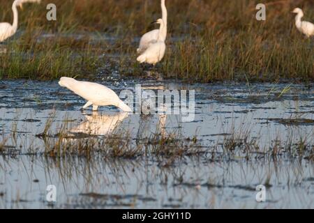 Un grande Egret bianco che fa un tuffo come il suo becco nell'acqua di una palude erbosa nel tentativo di prendere un pesce. Foto Stock