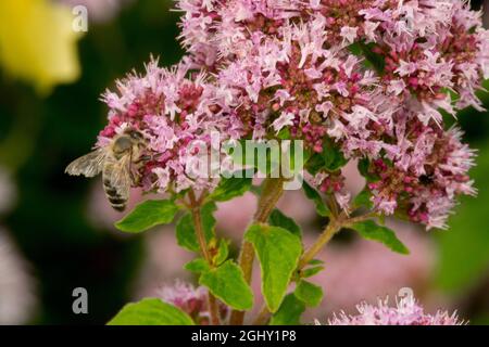 Ape miele in Origanum vulgare fiore ape polline Foto Stock