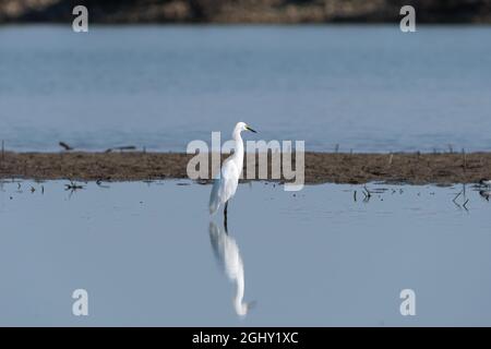 Un Egret Snowy che si erge sopra il suo riflesso nella calma, acque poco profonde di un lago vicino a un bar di sabbia esposto in una mattinata di sole. Foto Stock