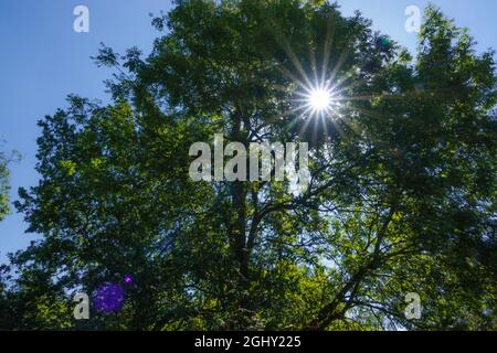 sun corona stellare scoppiare attraverso un bosco di faggio (Fagus sylvatica) salisbury plain UK Foto Stock