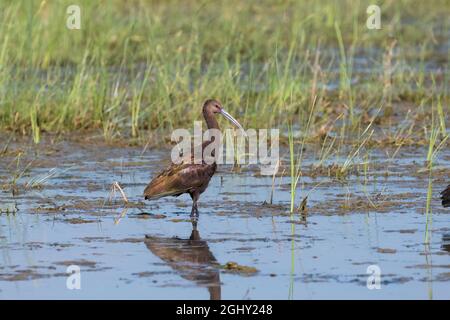 Un Ibis di fronte al bianco si erge sul suo riflesso nel fango di una palude erbosa vicino a un lago mentre cerca cibo in una mattinata di sole. Foto Stock
