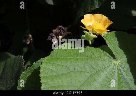 Abutilon grandiflorum peloso manto indiano – fiori gialli e grandi foglie a forma di cuore, agosto, Inghilterra, Regno Unito Foto Stock