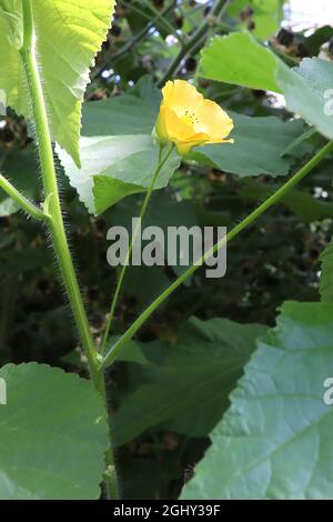 Abutilon grandiflorum peloso manto indiano – fiori gialli e grandi foglie a forma di cuore, agosto, Inghilterra, Regno Unito Foto Stock