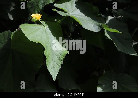 Abutilon grandiflorum peloso manto indiano – fiori gialli e grandi foglie a forma di cuore, agosto, Inghilterra, Regno Unito Foto Stock