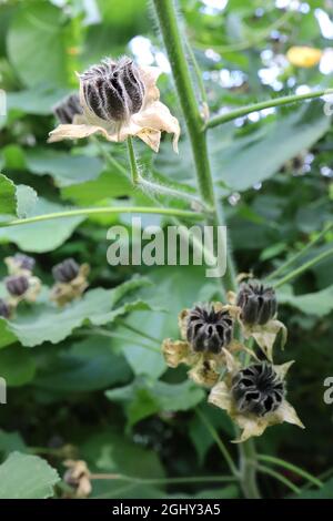 Abutilon gradiflorum peloso mallata indiana – cialde di semi neri pelose e grandi foglie a forma di cuore, agosto, Inghilterra, Regno Unito Foto Stock