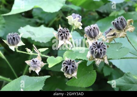 Abutilon gradiflorum peloso mallata indiana – cialde di semi neri pelose e grandi foglie a forma di cuore, agosto, Inghilterra, Regno Unito Foto Stock