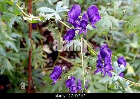 Cappa di Aconitum napellus Monk - fiori viola scuri a forma di casco e sottili foglie di lobi, agosto, Inghilterra, Regno Unito Foto Stock