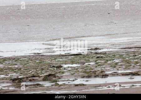 Un'onda secondaria debole del foro di Solway che viaggia lungo un canale laterale vicino a Port Carlisle Foto Stock