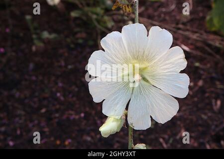 Alcea rugosa Russian hollyhock – fiori di crema a forma di piattino con petali intagliati, agosto, Inghilterra, Regno Unito Foto Stock