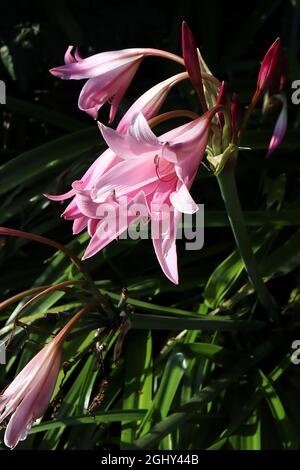 Amaryllis belladonna Belladonna giglio – in pani di grandi fiori rosa a forma di imbuto e foglie a forma di cinturino verde vivo, agosto, Inghilterra, Regno Unito Foto Stock