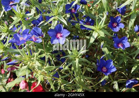 Anagallis / Lysimaria monelli ‘pimpernel’ blu scuro – fiori blu profondo con centro rosa profondo e piccole foglie a lancetta verde chiaro, agosto Foto Stock